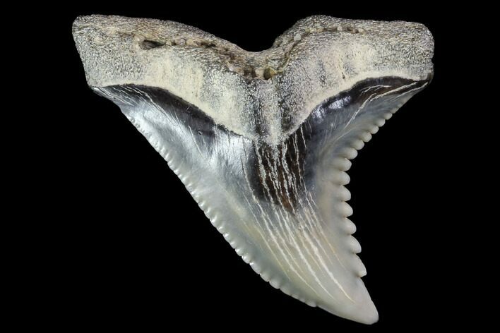 Large, Hemipristis Shark Tooth Fossil - Virginia #87032